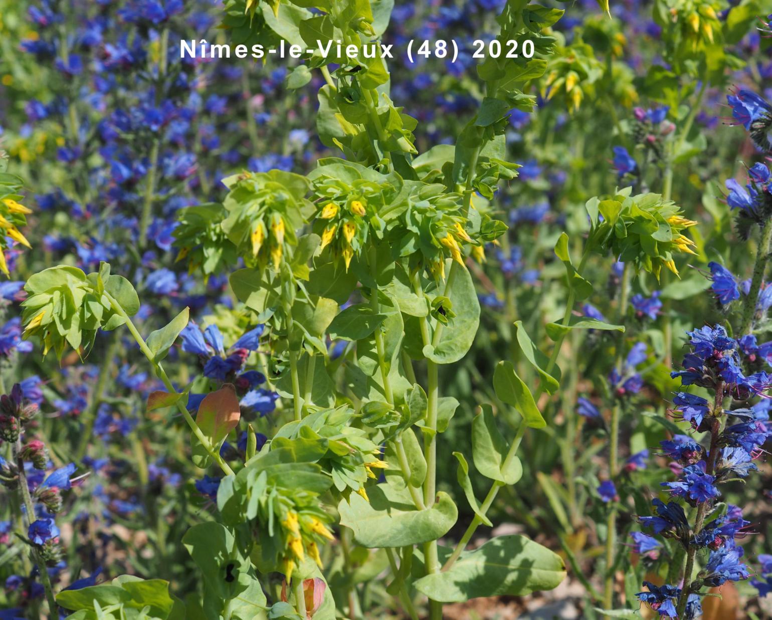 Honeywort, Lesser